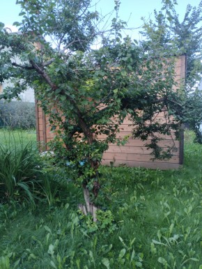 Коллективный сад номер 7, участок 58 в Клине - klin.yutvil.ru - фото 28